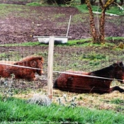 Photo de Races diffrentes