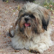 Photo de Shih tzu