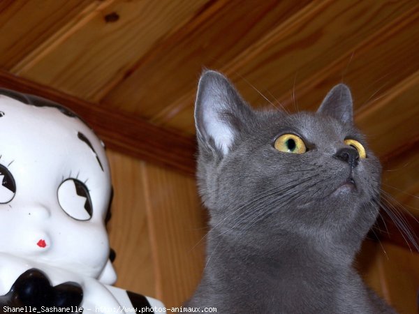 Photo de Chartreux