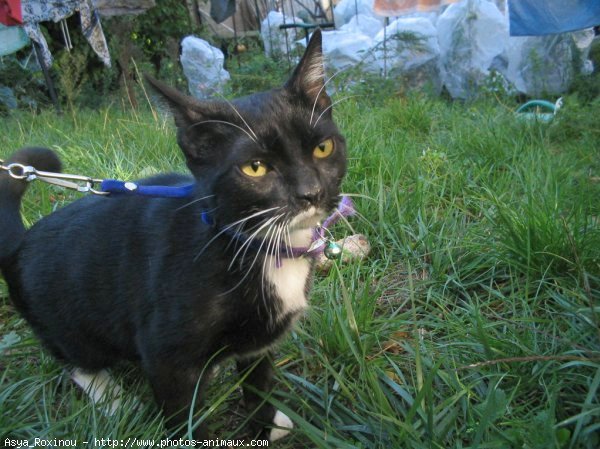 Photo de Chat domestique