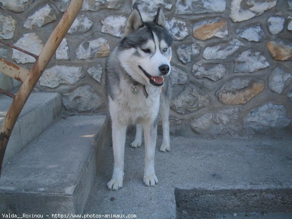 Photo de Husky siberien