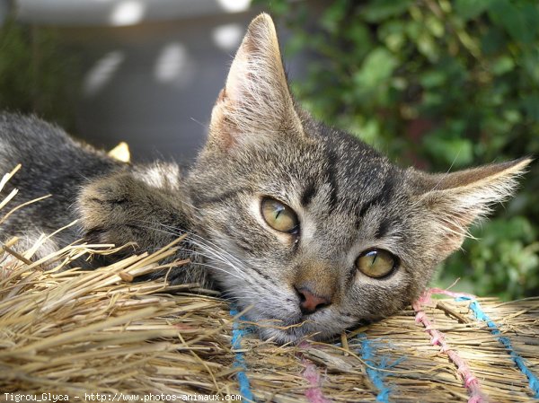 Photo de Chat domestique