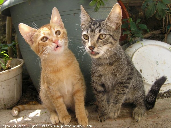 Photo de Chat domestique