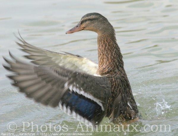 Photo de Canard