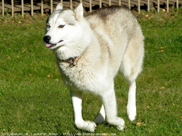 Photo de Husky siberien