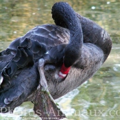 Photo de Cygne