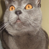 Photo de Chartreux