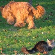 Photo de Races diffrentes