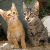 Photo de Chat domestique