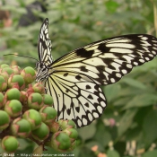 Photo de Papillon