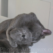 Photo de Chartreux