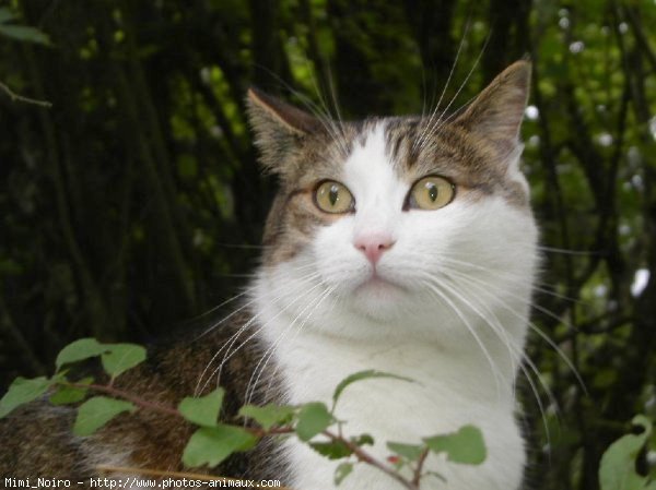 Photo de Chat domestique