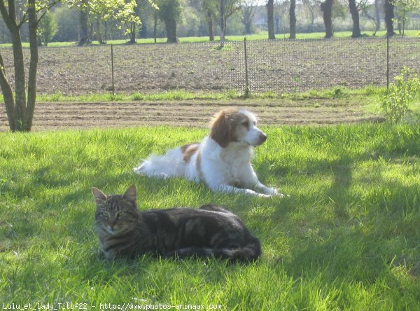 Photo de Chat domestique