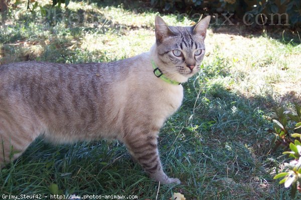 Photo de Chat domestique