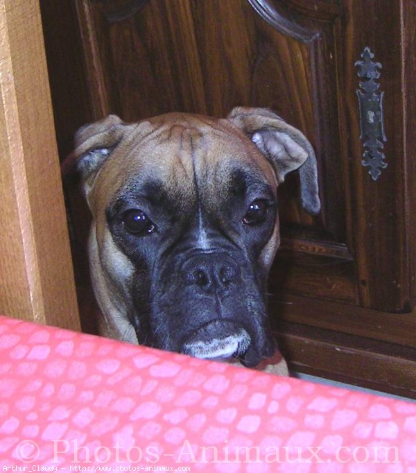 Photo de Boxer