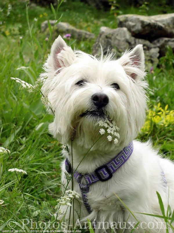 Photo de West highland white terrier