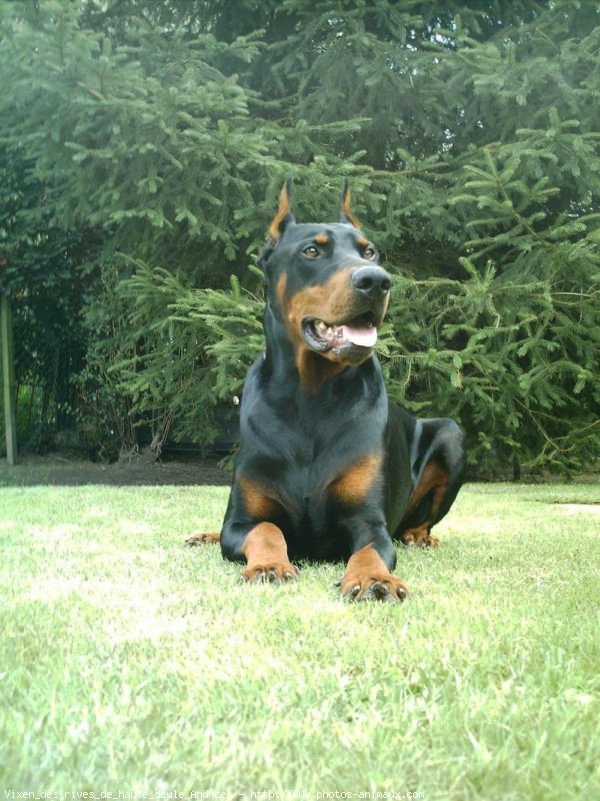 Photo de Dobermann