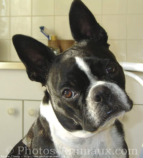 Photo de Boston terrier