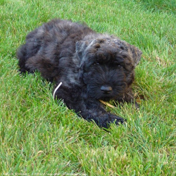 Photo de Bouvier des flandres