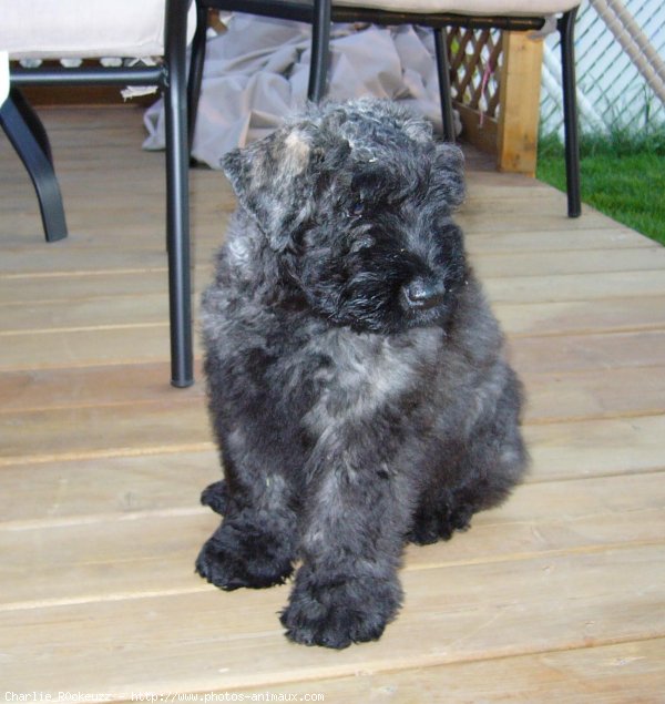 Photo de Bouvier des flandres