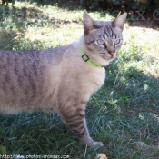 Photo de Chat domestique