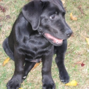 Photo de Labrador retriever