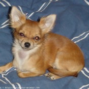 Photo de Chihuahua  poil court