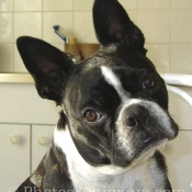 Photo de Boston terrier