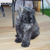 Photo de Bouvier des flandres