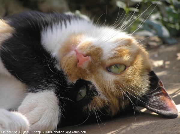 Photo de Chat domestique