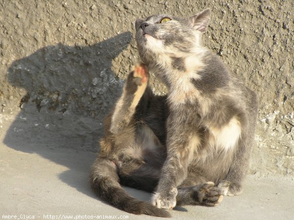 Photo de Chat domestique