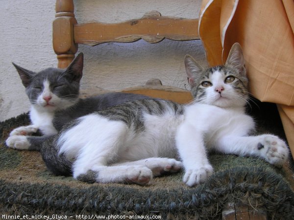 Photo De Chat Domestique Minnie Et Mickey N Sur Photos Animaux Com