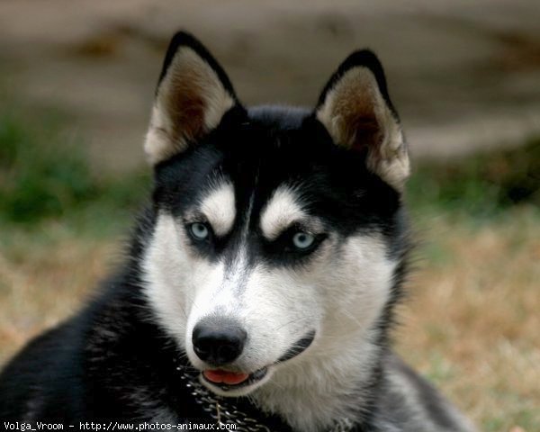 Photo de Husky siberien