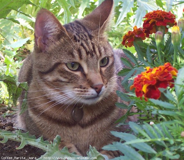 Photo de Chat domestique