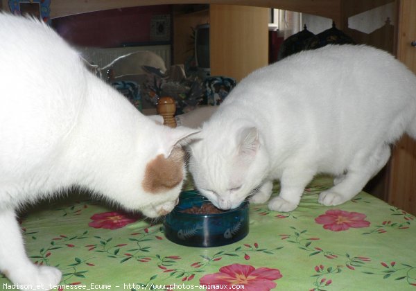 Photo de Chat domestique