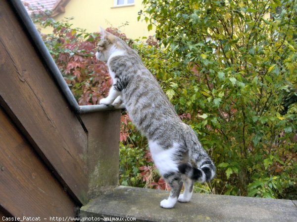 Photo de Chat domestique