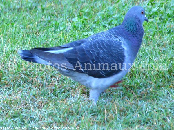 Photo de Pigeon