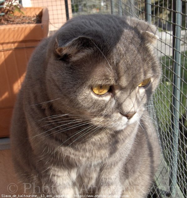 Photo de Scottish fold