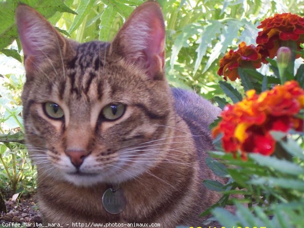 Photo de Chat domestique