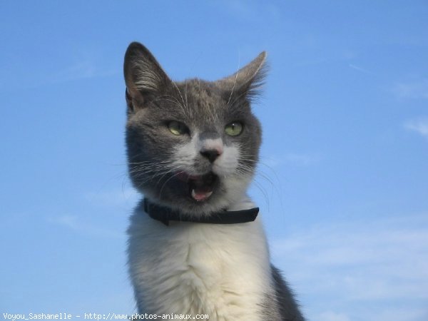 Photo de Chat domestique