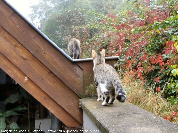 Photo de Chat domestique