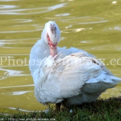 Photo de Canard