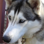 Photo de Husky siberien