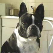 Photo de Boston terrier