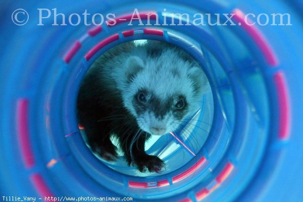 Photo de Furet