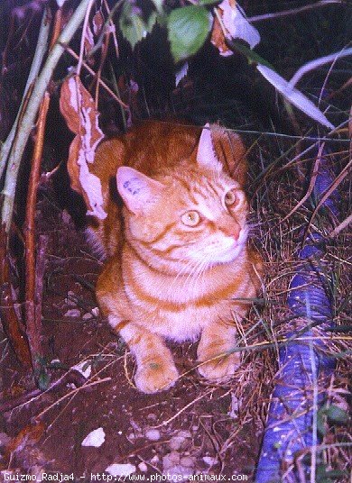 Photo de Chat domestique