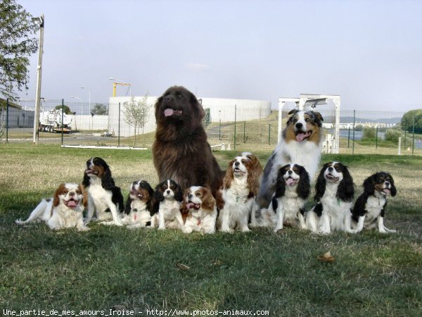 Photo de Races diffrentes