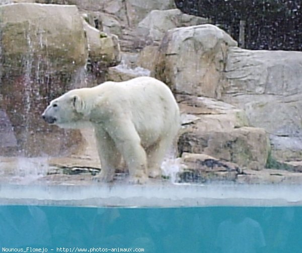 Photo d'Ours