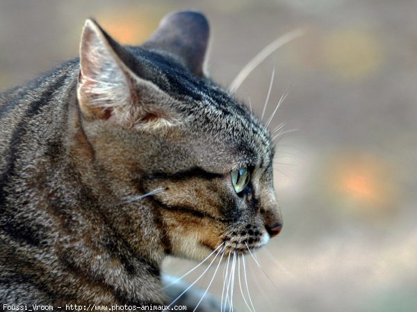 Photo de Chat domestique