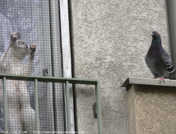 Photo de Chat domestique